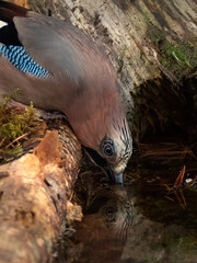 Thirsty Eurasian jay