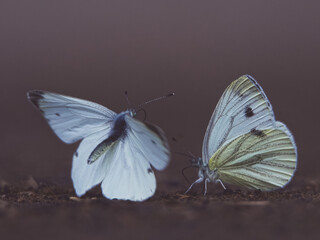 butterfly on a ground