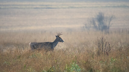 deer in a field