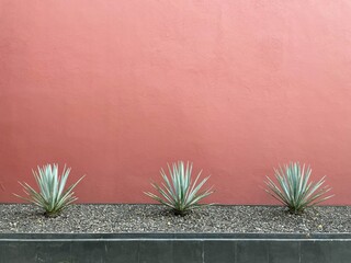 A Mexican scene of three agave cactus succulent plants, against a red wall, in Mexico City. A...