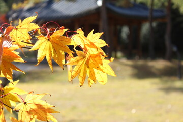 한국 가을 낙엽