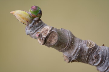 macro de bourgeon de figuier au printemps