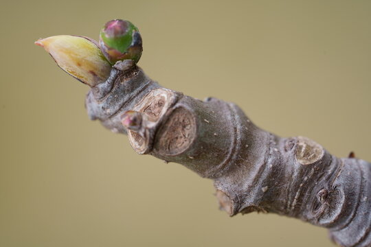 macro de bourgeon de figuier au printemps