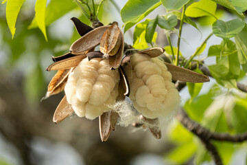 White silk cotton tree sprouts, waiting for the wind to fly away to propagate.