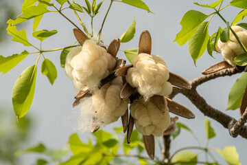 White silk cotton tree sprouts, waiting for the wind to fly away to propagate.