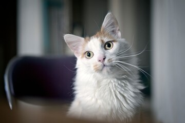 Cute longhair cat sitting by the table and looking curious. Horizontal image with selective focus.