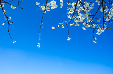 White Cherry Blossoms or Wild Himalayan Cherry with cloud background and blue sky on Thailand.