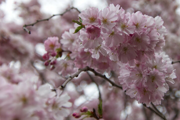 Kirschblüten