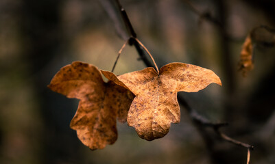Coppia di foglie autunnali