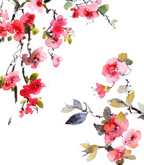 Watercolor blossom sakura branch