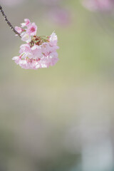 満開の桜の花　寒緋桜