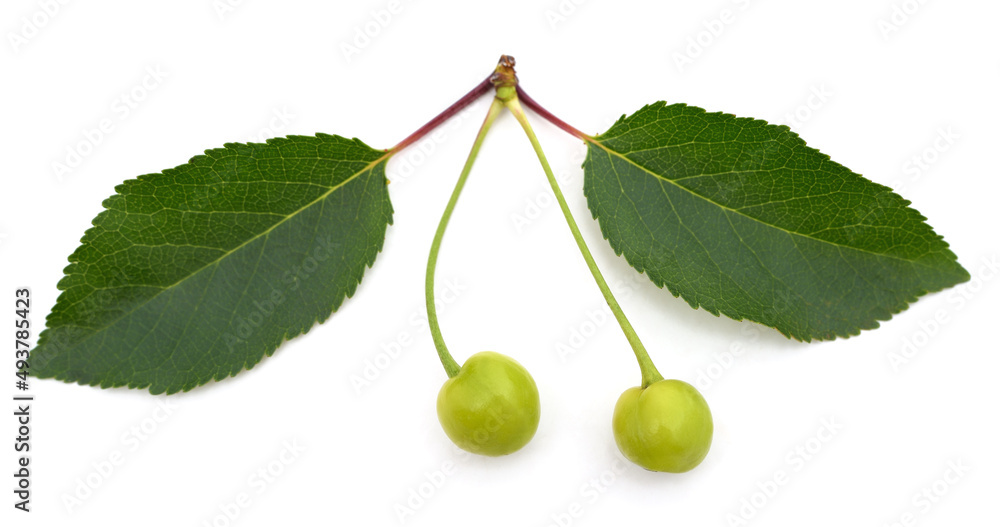 Wall mural Green cherries with leaves.