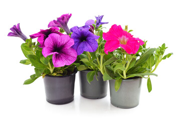 Colorful petunia in the pots. - obrazy, fototapety, plakaty