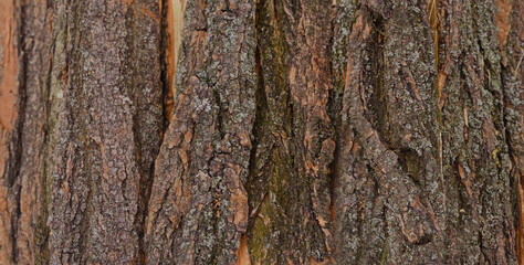 Background from a firewood and bark.