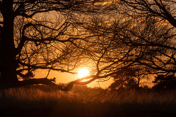 Sylwetki drzew na tle zachodzącego słońca w złotych odcieniach