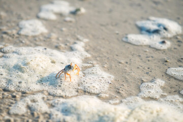 Little crab walking on beach with bubble sea water, Krabi