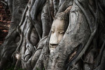 Obraz premium Buddha Head in Banyan tree roots at wat mahathat, Ayutthaya