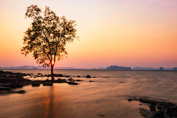 Silhouette tree on beach at sunset in Koh Kwang island in Krabi