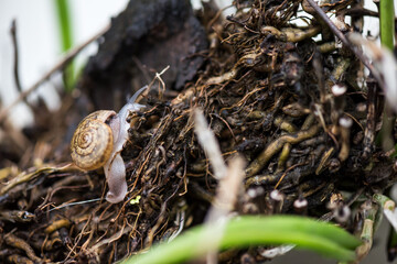 snail climbing and walking on a plant tree.