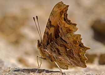 butterfly on the ground