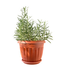 rosemary plant in brown pot isolated on white background