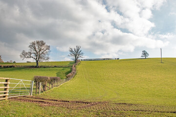 landscape with cows