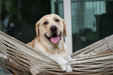 Cute yellow labrador retriever dog relax on rope hammock