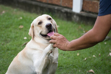 Labrador retriever dog shaking hands with male owner
