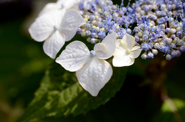 紫陽花