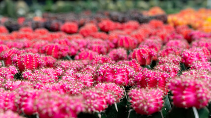 Red and Pink Chin Cactus, (Gymnocalycium Mihanovichii)
