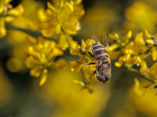 Eristalinus taeniops is a species of hoverfly.