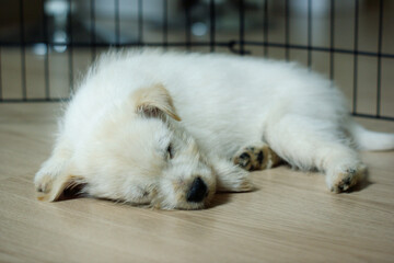 A small white puppy crouched to sleep.
