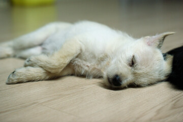A white puppy is sleeping on the floor.