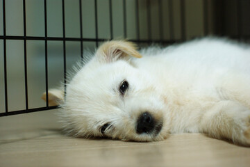 The sleeping puppy opened his eyes.