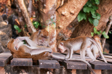 Monkey family outdoors in jungle