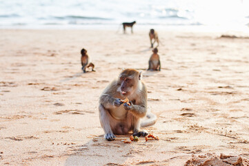 Wild macaque monkey on the sand beach.