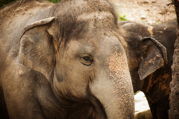 Close up of a head of an elephant portrait from Thailand.