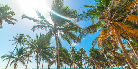 Fototapeta na wymiar Sun shining over the palm trees of Bois Jolan beach