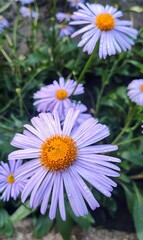Obraz premium daisies in a field