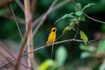 Asian golden weaver