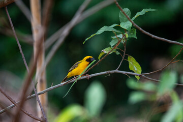 Asian golden weaver
