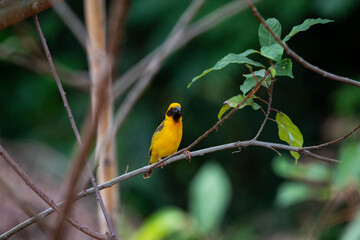 Asian golden weaver