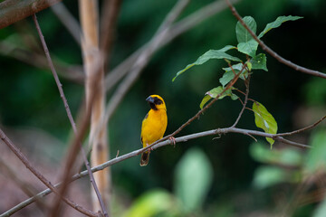 Asian golden weaver