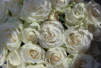 Front top studio photo of a white rose with selective focus in a bouquet on a soft gray background, wide format for banner