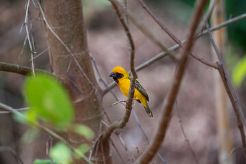 Asian golden weaver