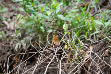 Asian golden weaver