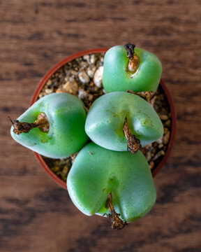 Succulent plant Conophytum. Also known as sphaeroid, cono, cone plant or button plant.