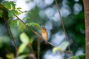 Asian golden weaver