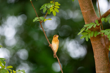 Asian golden weaver