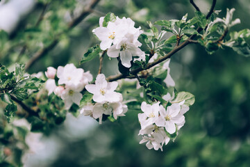 Apple tree branch in bloom with tiny white flowers
